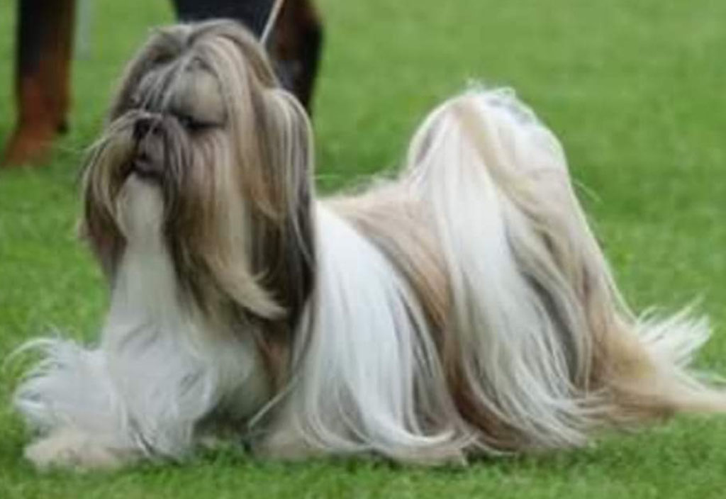 The database picks Dog Of The Week randomly from all the animals with a photo. It's a nice way to highlight a database capability and doesn't confer any prizes or awards.